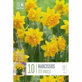 Narcissus Bot Double Tete Boucle - 10 Bulbs
